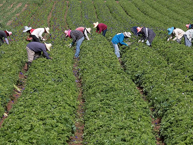 Thai workers to return to Israel for first time since October 7