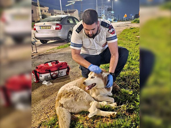 MADA paramedic rescues dog hit by car after 12-hour shift