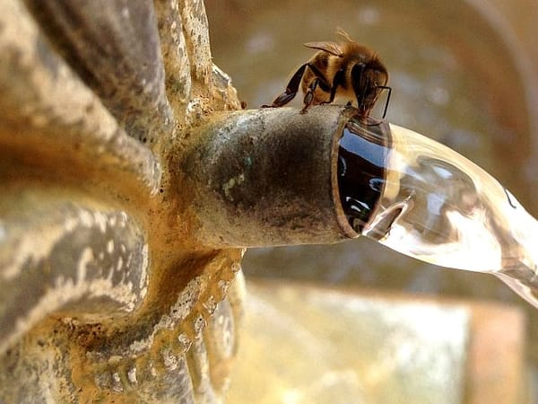 Israeli tank drove over wasp nest in Gaza, 12 soldiers evacuated for treatment